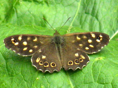 Speckled wood